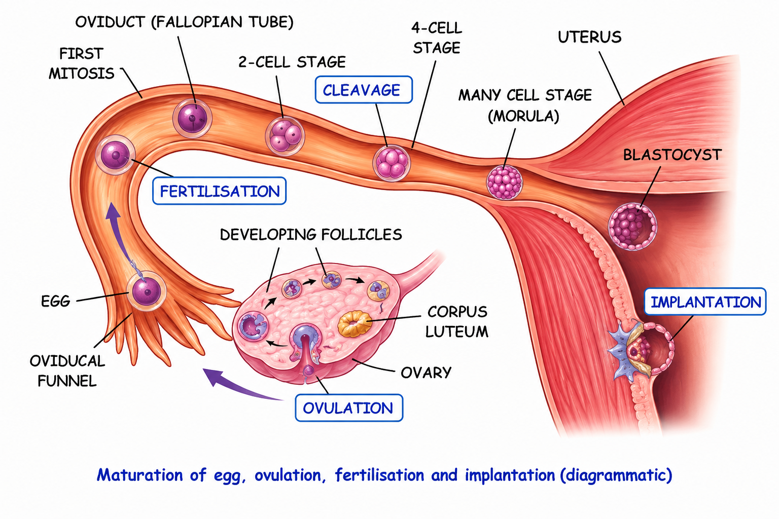 Fig. 11.6 Maturation of egg, ovulation, fertilisation and implantation